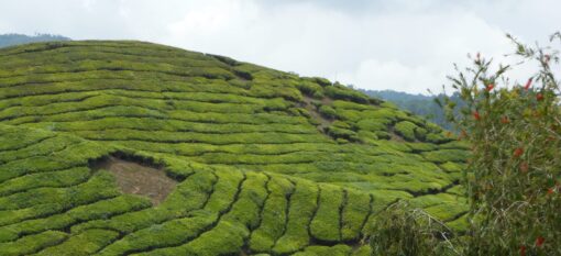 Les Cameron Highlands
