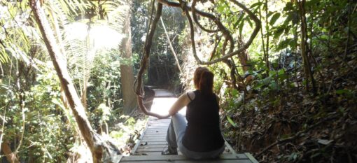 Taman Negara, la forêt primaire