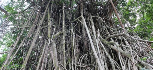 Le Botanical Garden de Bogor