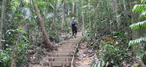 Une immersion dans la jungle de Bukit Gasing