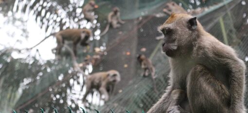 Les Lake Gardens et le Kl Bird Park à Kuala Lumpur