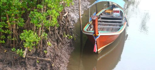 La Thung Yee Pheng Mangrove Forest à Koh Lanta