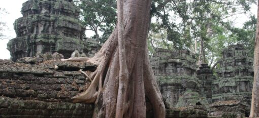 Ta Prohm à Angkor