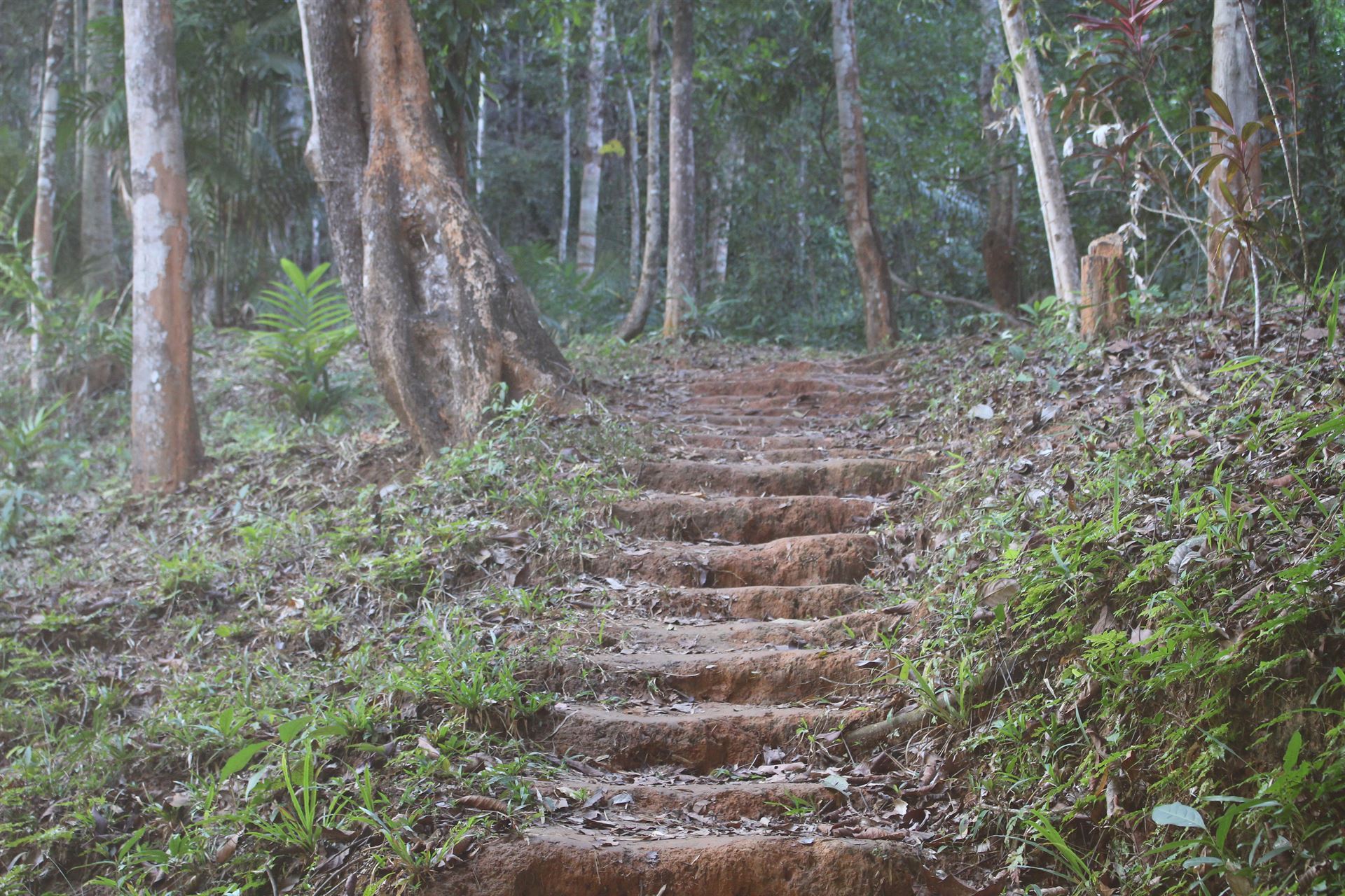 Les escaliers en terre menant au belvédère de Pha Ngeun
