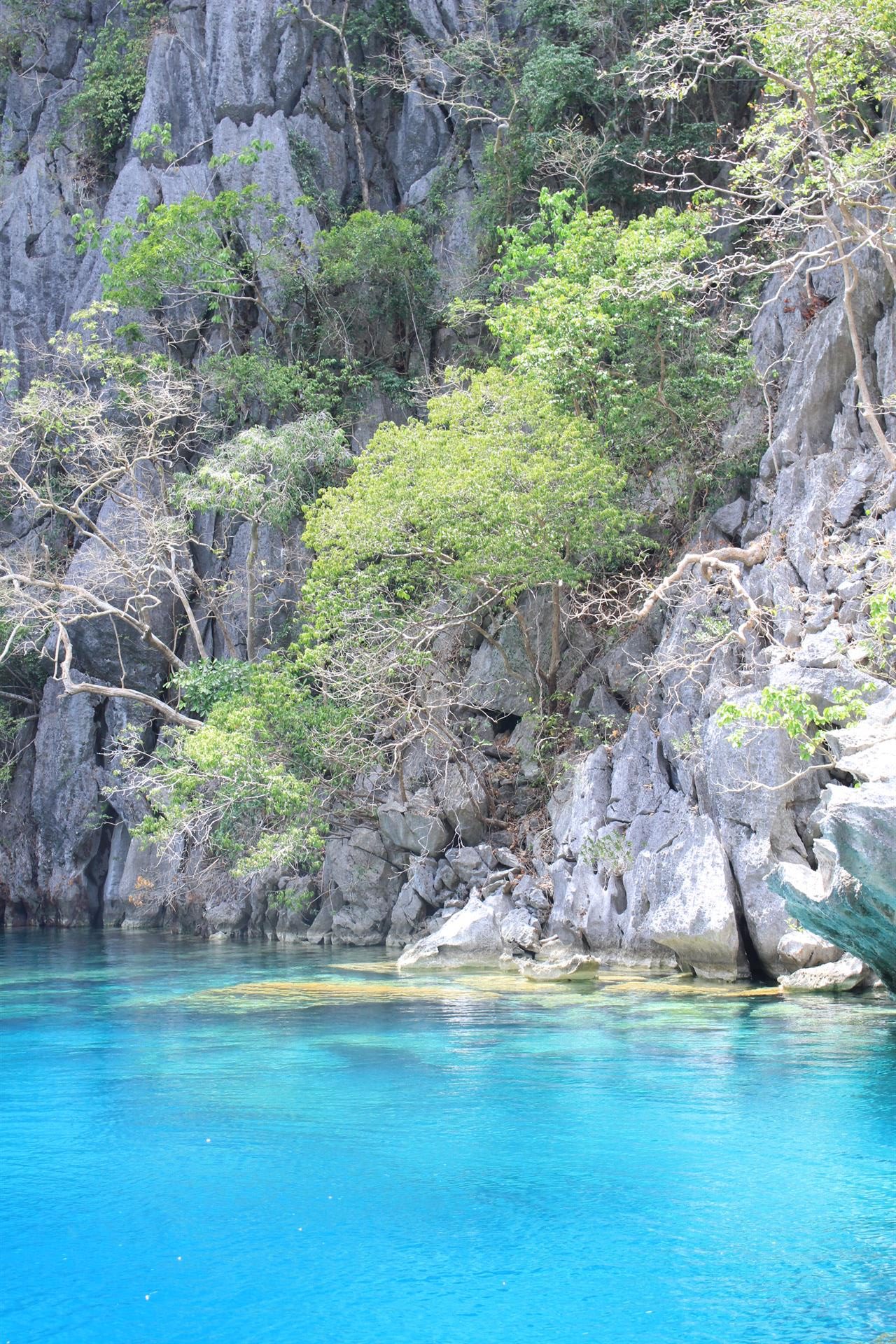 Coron Barracuda Lake