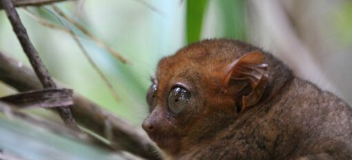 Les tarsiers de Bohol