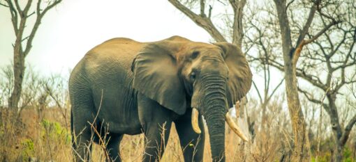 Voyager en Afrique du Sud