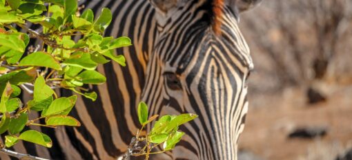 Un safari au Kruger Park