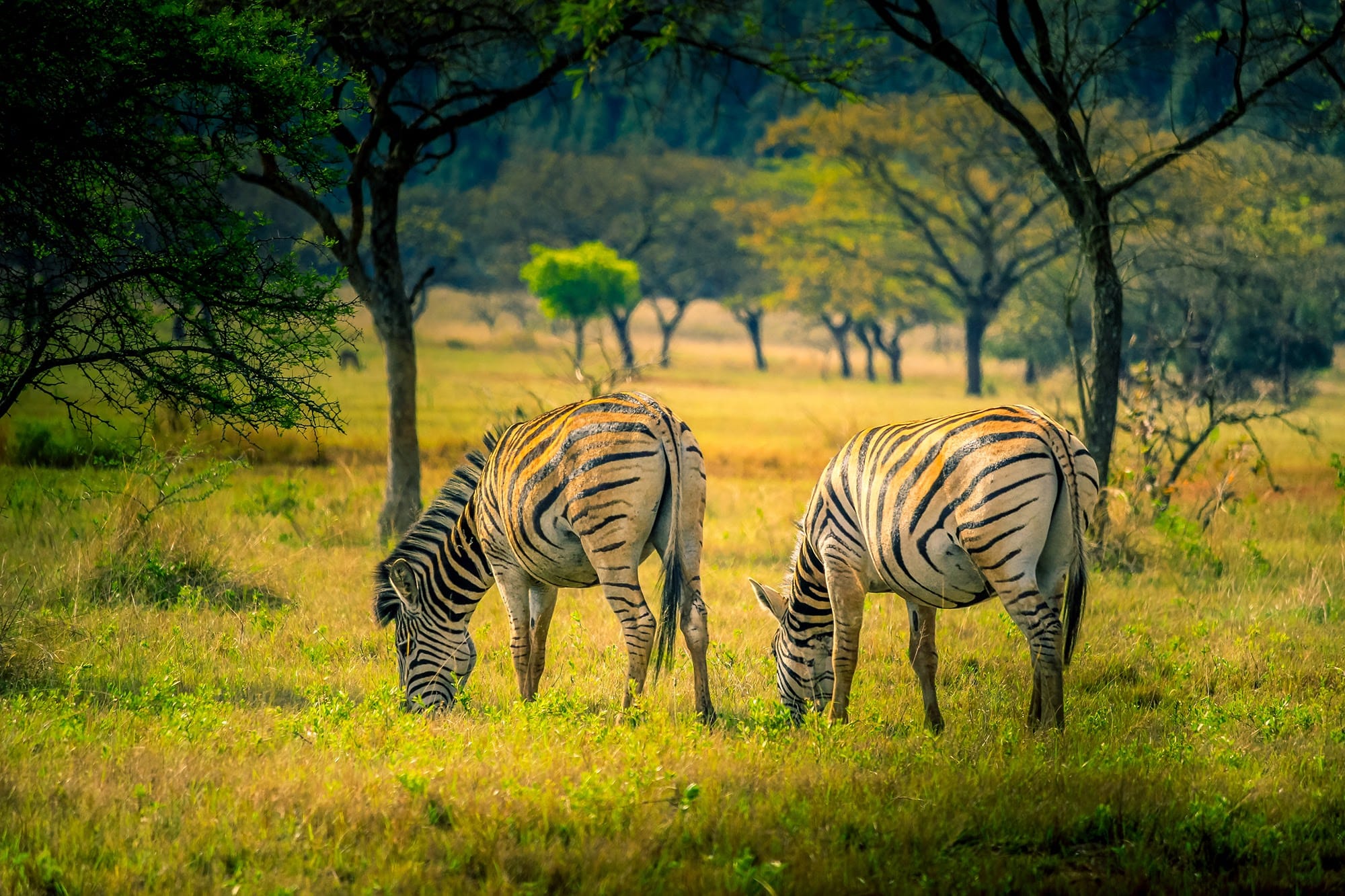 Mlilwane wildlife sanctuary