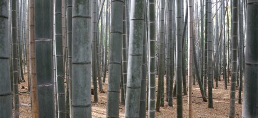 La bambouseraie d&rsquo;Arashiyama