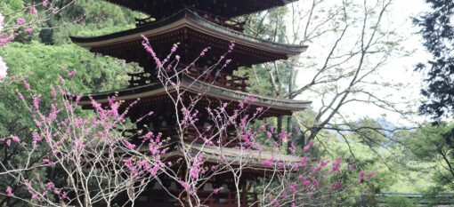 Murô-ji, coup de cœur à Nara