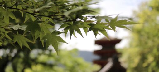 Hase-dera, Nara