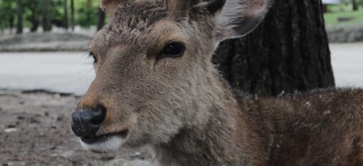 Nara Koen, le parc de Nara