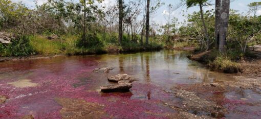 Caño Cristales, day 1
