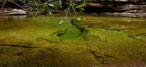 Caño Cristales, day 2