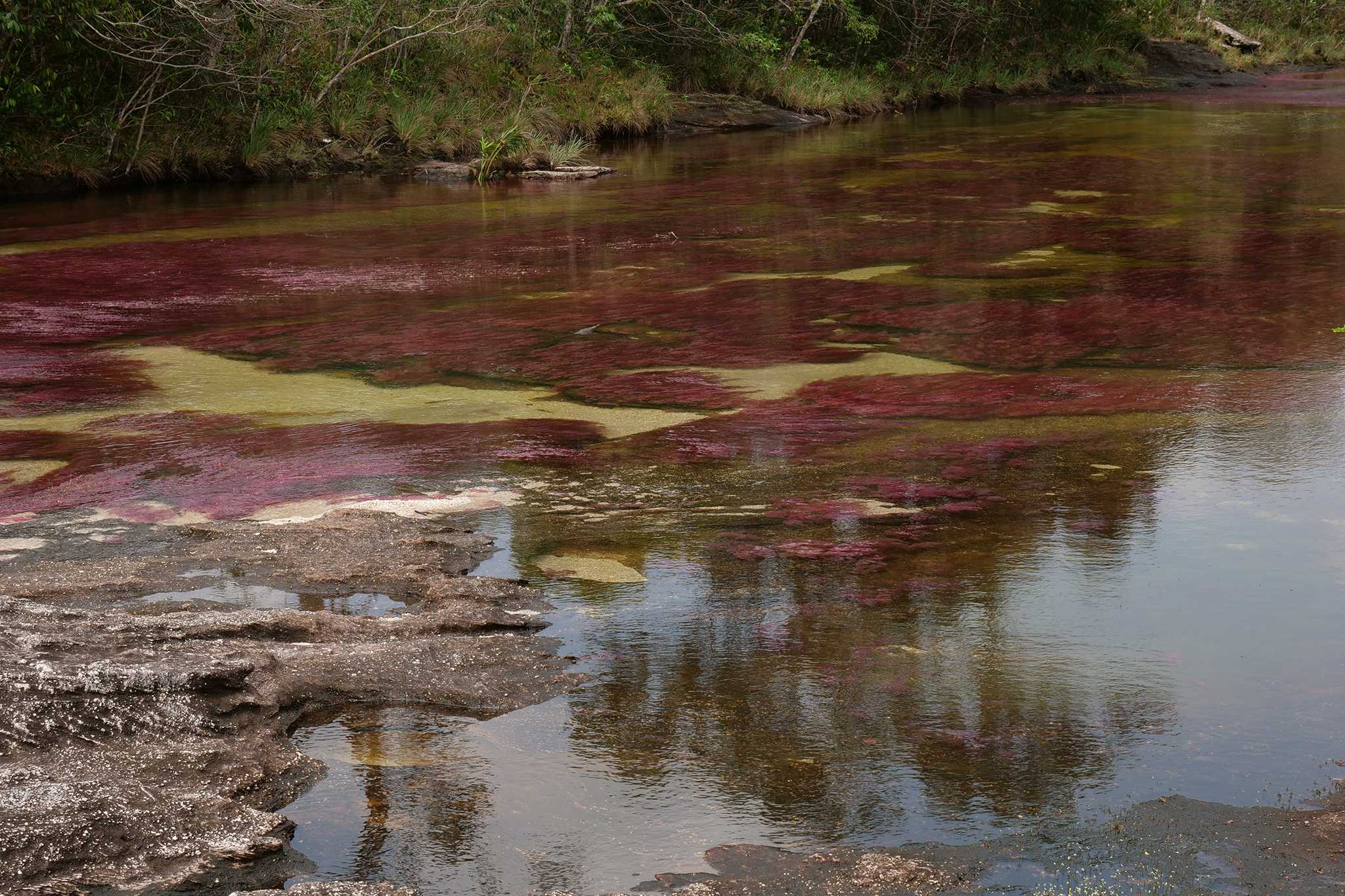 Cano Cristales 