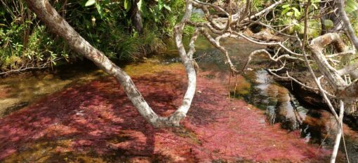 Caño Cristales, un guide de référence