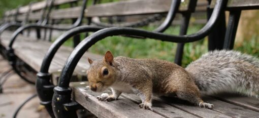 Greenwich  Village, New York