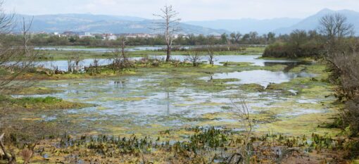Parque natural de las Marismas de Santoña