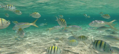 Cayo Arena