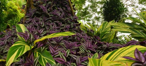 Le Jardin de Balata en Martinique