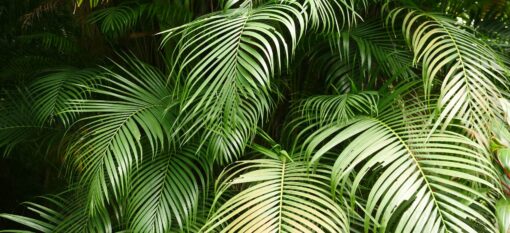 Le Jardin botanique de Deshaies en Basse-Terre