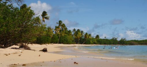 Grande Anse des Salines en Martinique