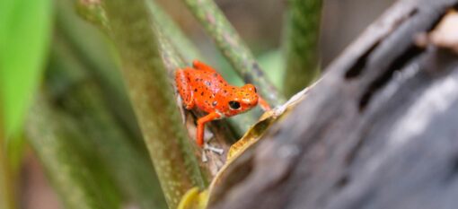 Red Frog Beach et Playa Polo